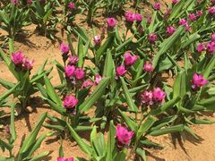 -松山湖梦幻百花洲