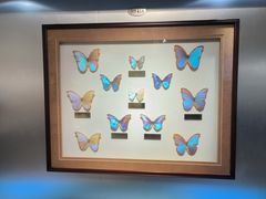 -上海昆虫博物馆