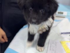 -天使宠物医院·犬猫分诊(彩虹店)