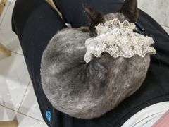 -楼上猫咖(罗湖店)