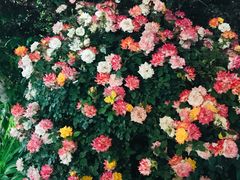-明何记涮牛肚(品牌首店隋唐植物园南门古城路店)