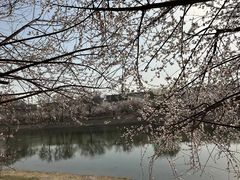 -桃花堤公园