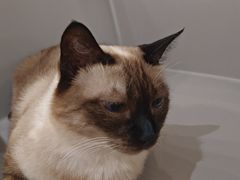 -藏猫猫咖啡主题馆(中央大道店)