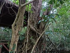 -七仙岭温泉国家森林公园
