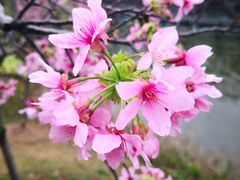 -中国科学院华南植物园