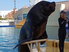 -秦皇岛乐岛海洋王国