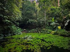 -槟城植物园