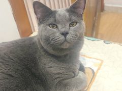 -是阿柴呀！柴犬咖啡·爱喵喵猫咖