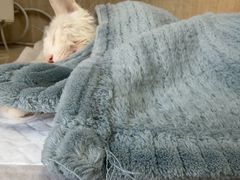 -北京观赏动物医院·24小时大型综合·猫专科·异宠专科