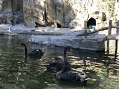 -燕塞湖鸟语林景区