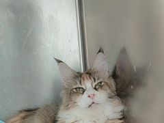 -萌兽医馆·眼科·异宠专科(三里屯店)