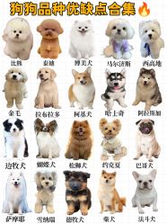 -神奇动物撸宠馆·羊驼·小浣熊·异宠(豫园店)