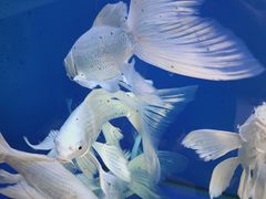 -秦美花卉(天朗·莱茵小城2期店)