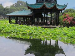 -桂湖森林公园