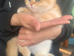 -东方名猫馆·英短金渐层布偶猫舍(环线广场1号楼店)