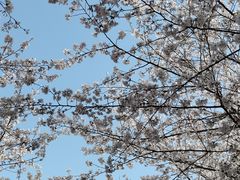 -高东镇樱花园
