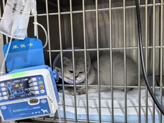 -瑞派名望志远动物医院·猫科·內科·异宠专科(直港大道店)