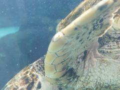 -新加坡水上探险乐园