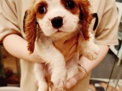 -有喵·猫咖·狗咖·30几只猫10只小狗(岗厦店)
