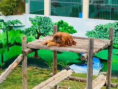 -西霞口神雕山野生动物世界