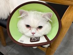 -贝利宠物医院·骨科·眼科·肿瘤转诊中心(南坪诊疗中心)