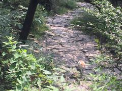 -阳台山自然风景区