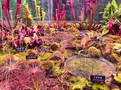-中国科学院西双版纳热带植物园