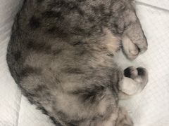 -安安宠医·安宠宠物医院