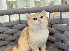 -lincat·猫舍(广州店)