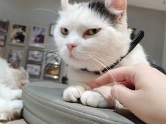 -藏猫猫咖啡主题馆(中央大道店)