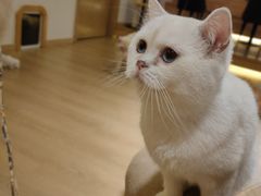 -猫腻·猫咖·撸猫馆(星光大道店)