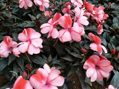 -石家庄市植物园