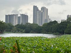-荔湾湖公园