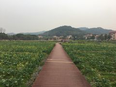 -红山村