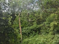 -野象谷景区