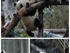 -成都大熊猫繁育研究基地