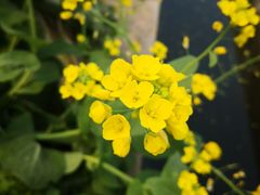 景点-菊园百果园