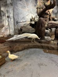 点击看大图 -Zoolung Zoolung动物主题公园(海信广场店)