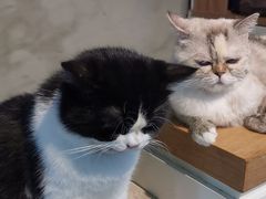 -Heymao猫咖.咖啡厅(东门店)