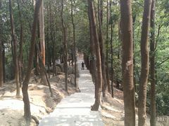 -火炉山森林公园