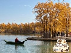 -金塔沙漠胡杨林景区