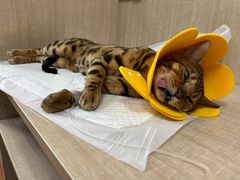 -北京观赏动物医院·24小时大型综合·猫专科·异宠专科