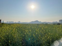 -光明小镇欢乐田园