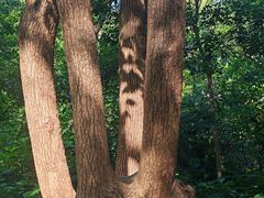 -上海佘山国家森林公园天马山园