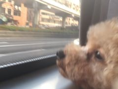 -守诺宠物医院·眼科· 特色牙科·异宠专科(虹口店)