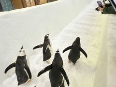 -广州热雪奇迹
