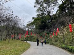 -广州市帽峰山景区