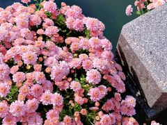 -杭州植物园
