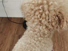 -荔康动物医院(康王北路店)