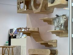 -猫咪派对(江南西店)